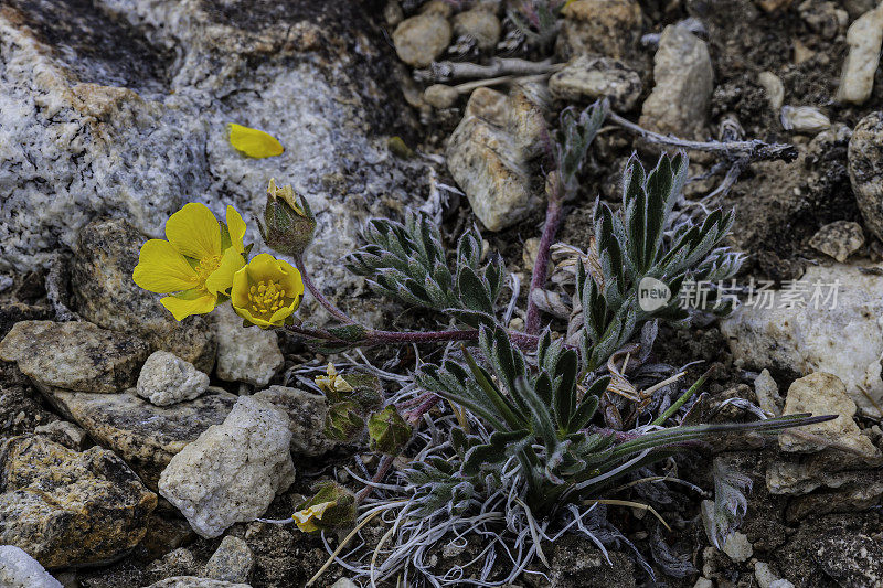 Potentilla breweri, Brewer Cinquefoil，古狐尾松林;因约国家森林，白山，加利福尼亚州。蔷薇科。